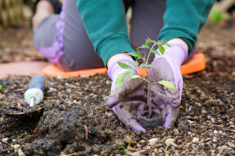 Gardening in Florida - How to Grow a Garden in Florida