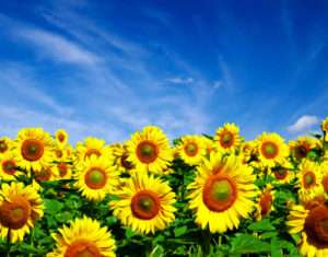 when to plant sunflower seeds