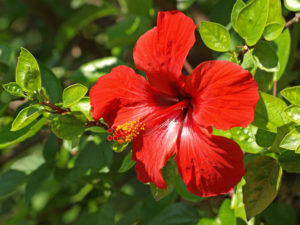 caring for hibiscus