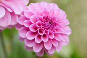 planting dahlias in the spring