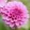 Why Planting Dahlias in the Spring is The Best Time
