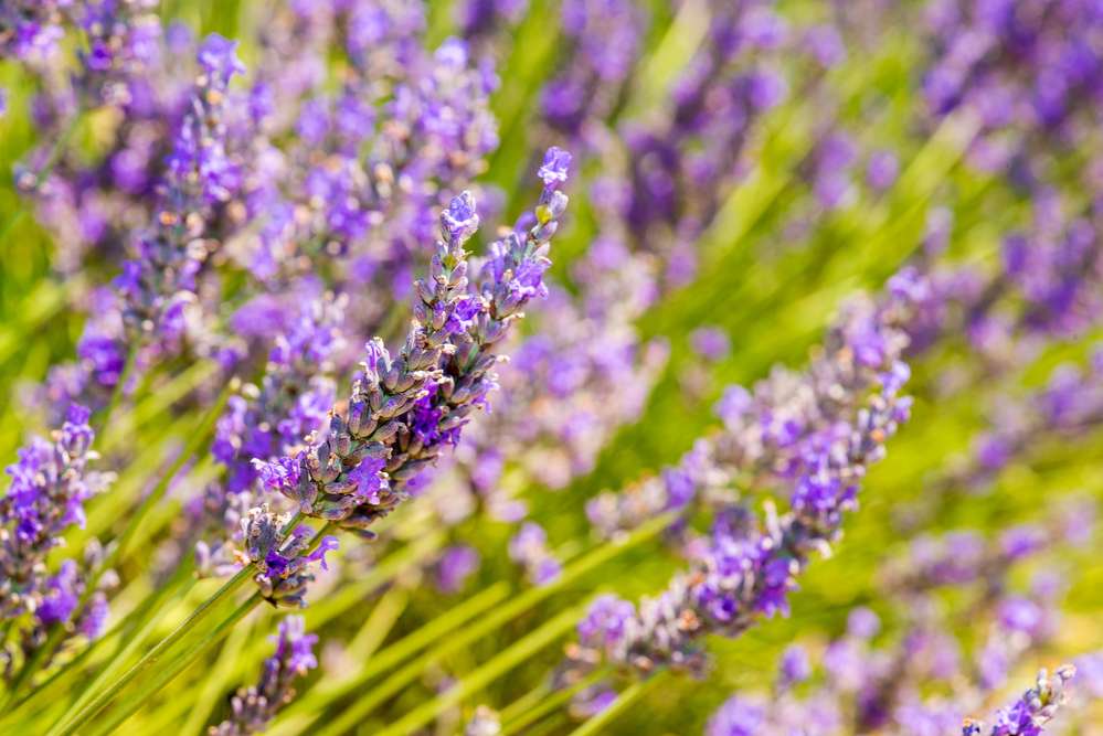 when to plant lavender