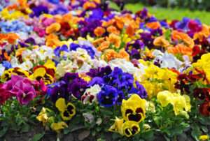 when to plant pansies