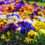 When to Plant Pansies