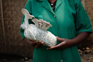 growing mushrooms at home